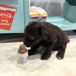WILLOW – Miniature Schnoodle $2400