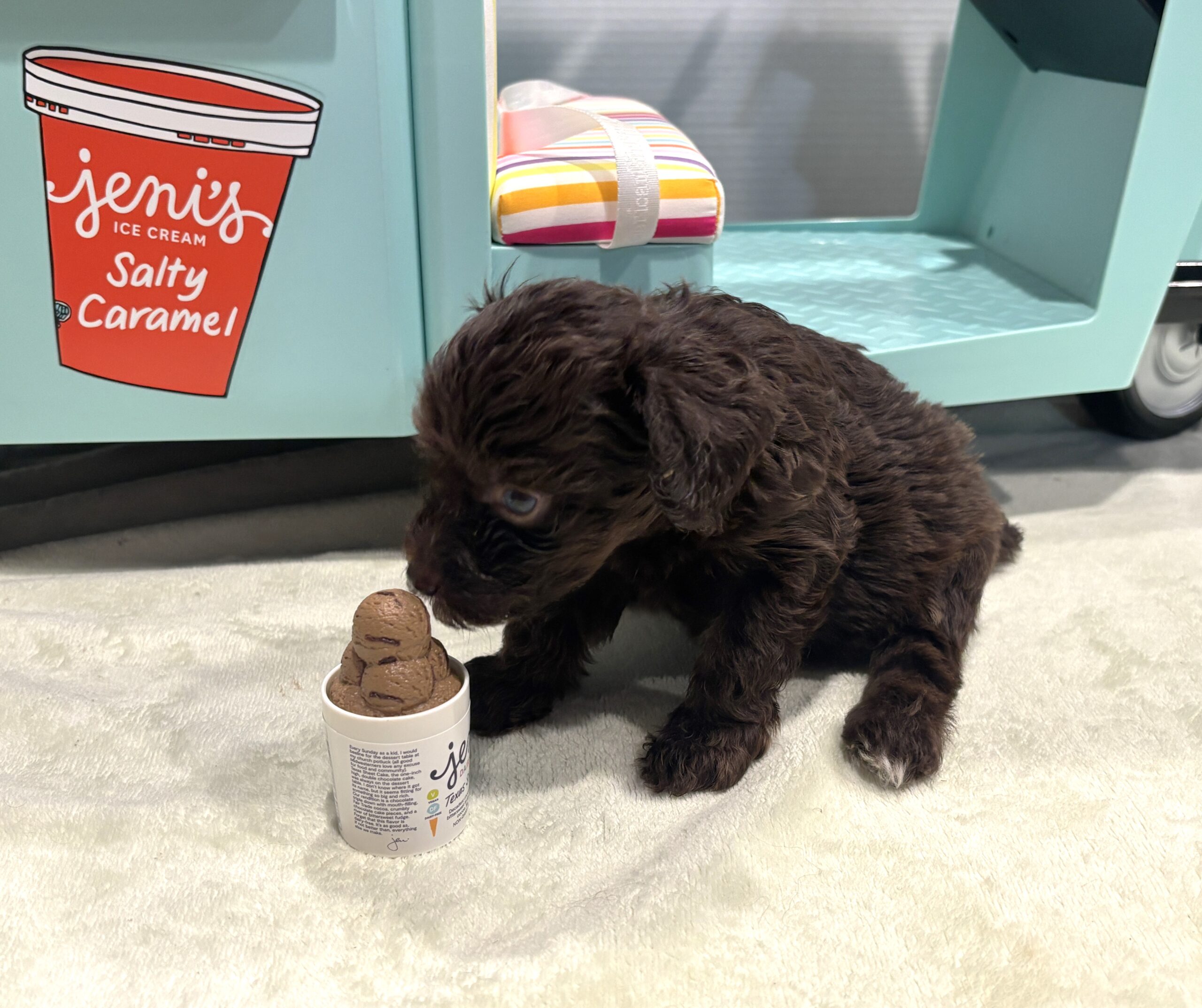 WILLOW – Miniature Schnoodle $2400