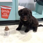 WILLOW – Miniature Schnoodle $2400