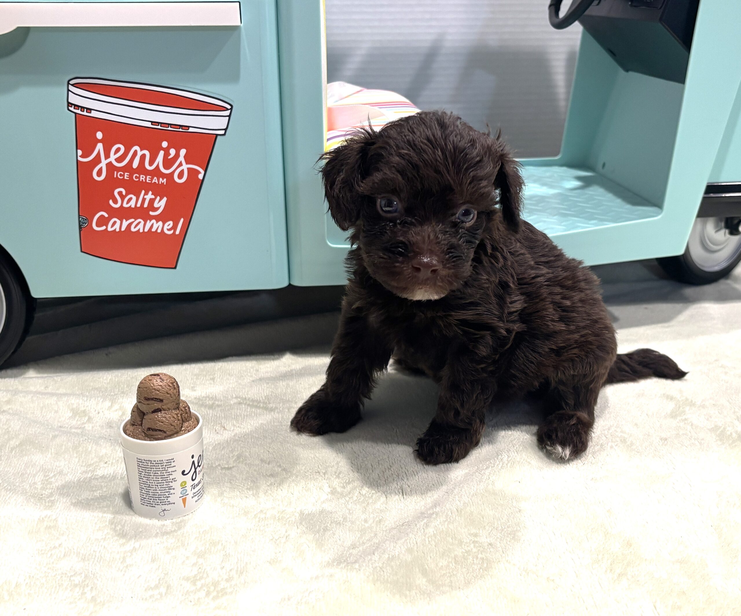 WILLOW – Miniature Schnoodle $2400