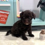 WILLOW – Miniature Schnoodle $2400