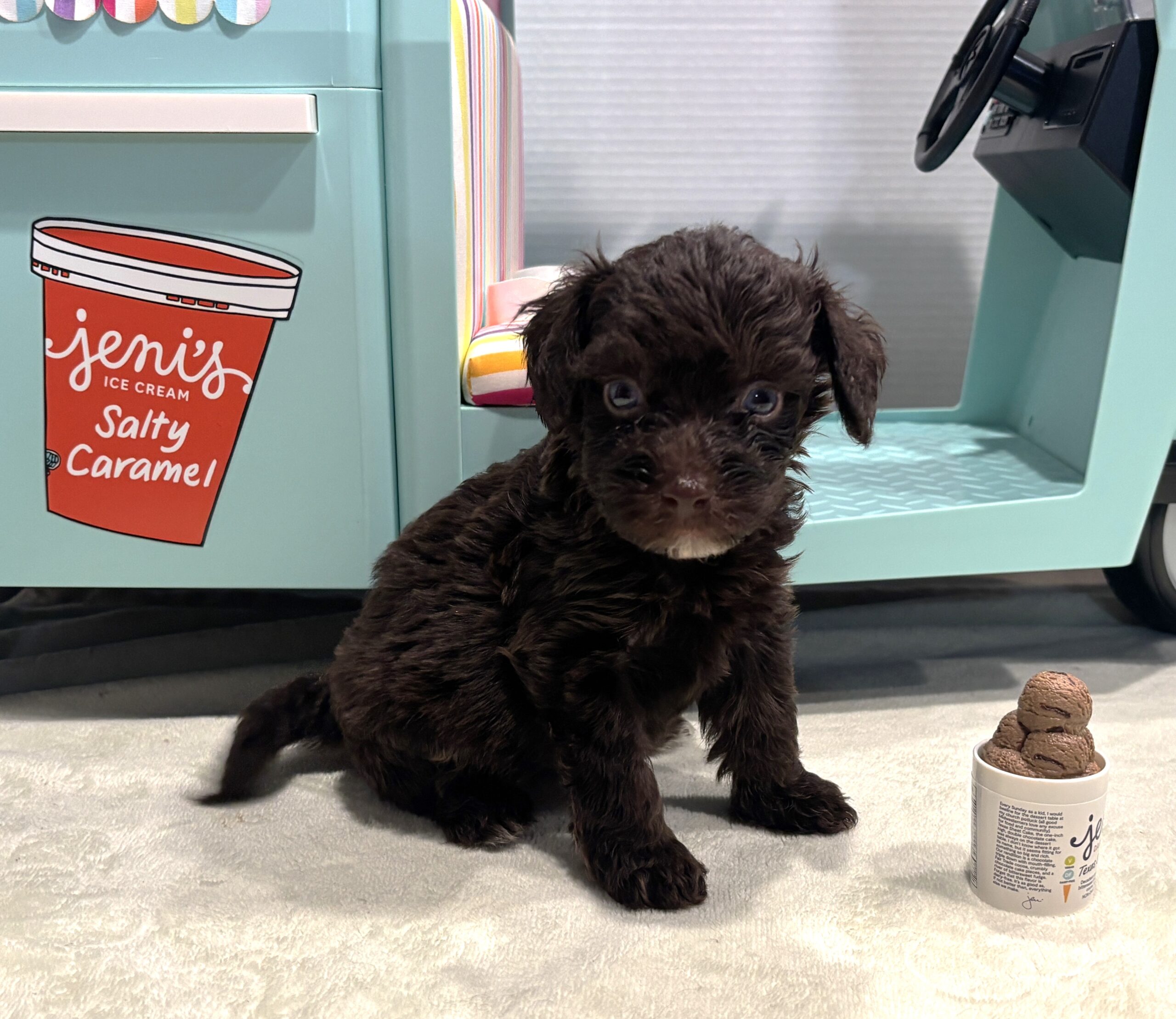 WILLOW – Miniature Schnoodle $2400