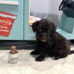 WILLOW – Miniature Schnoodle $2400