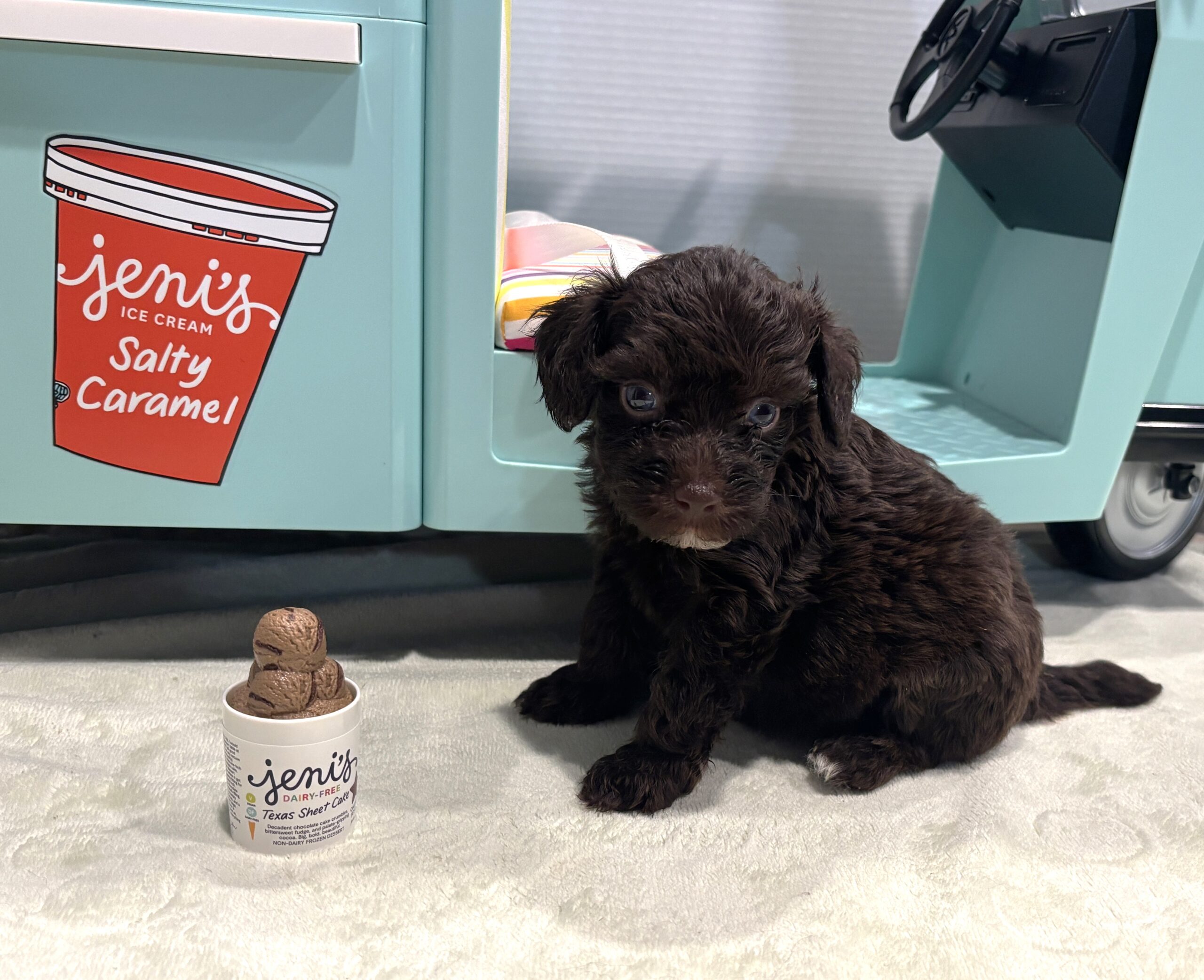 WILLOW – Miniature Schnoodle $2400