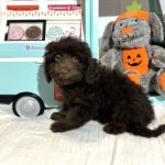 WILLOW – Miniature Schnoodle $2300