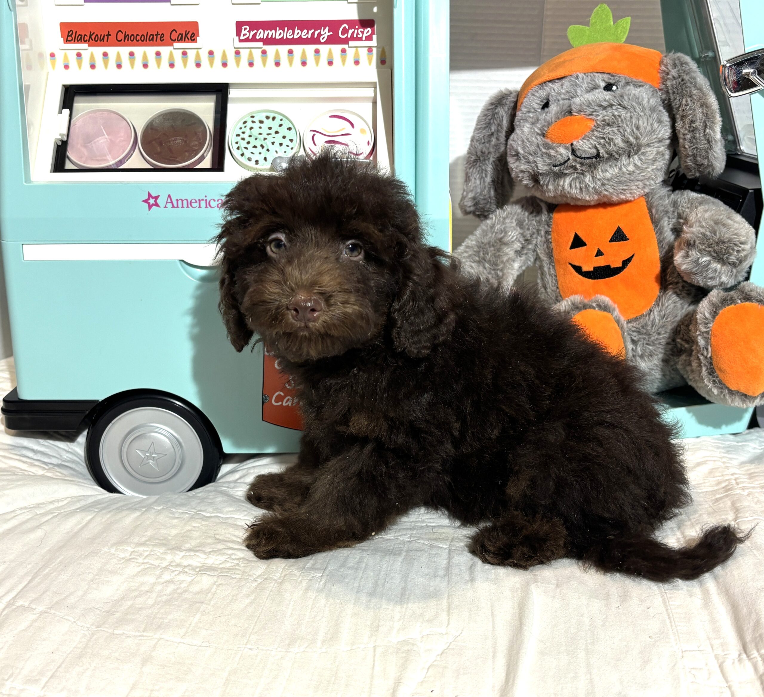 WILLOW – Miniature Schnoodle $2300