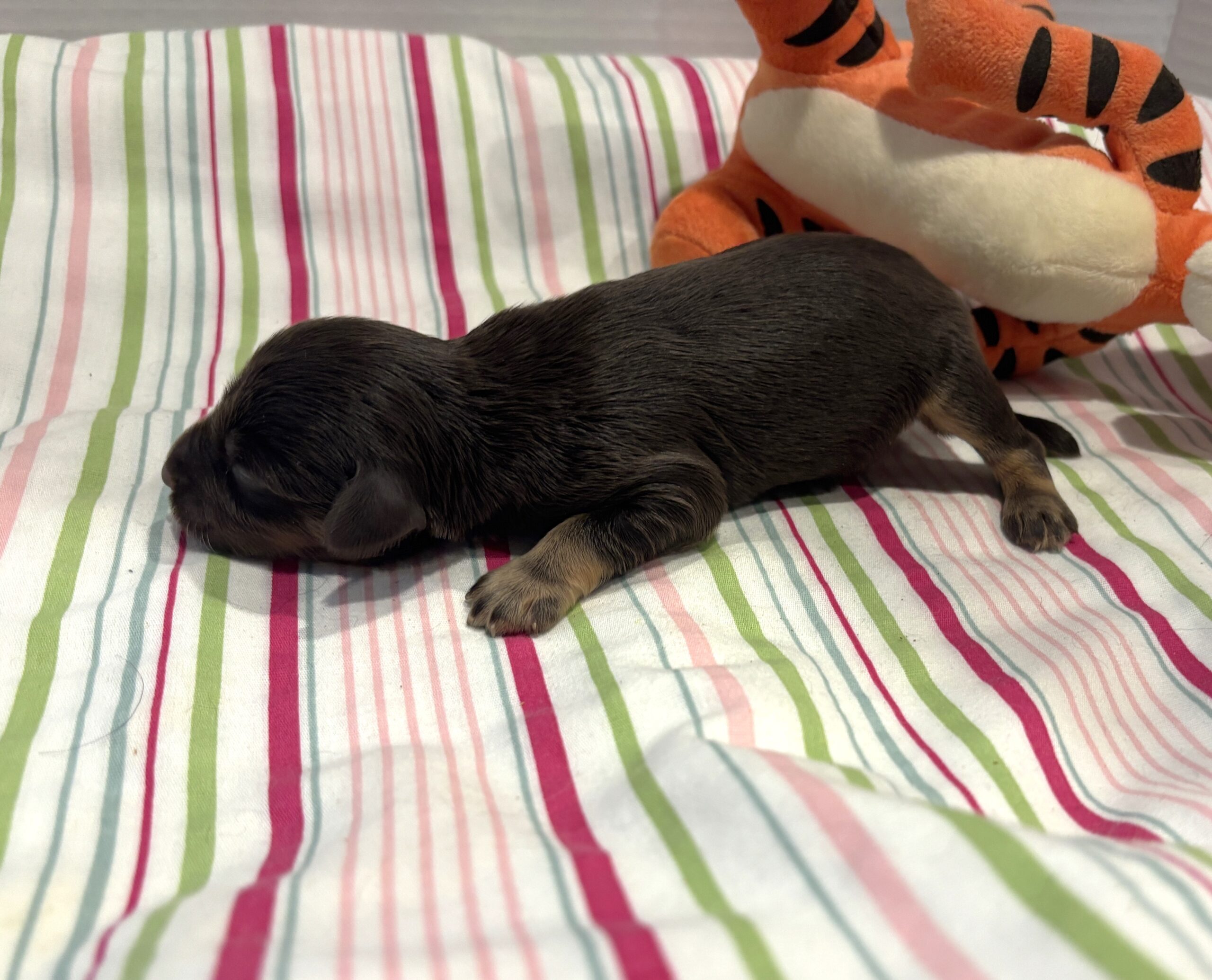 Winston – Miniature Schnoodle $2800