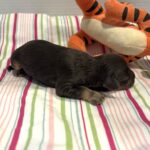 Winston – Miniature Schnoodle $2800