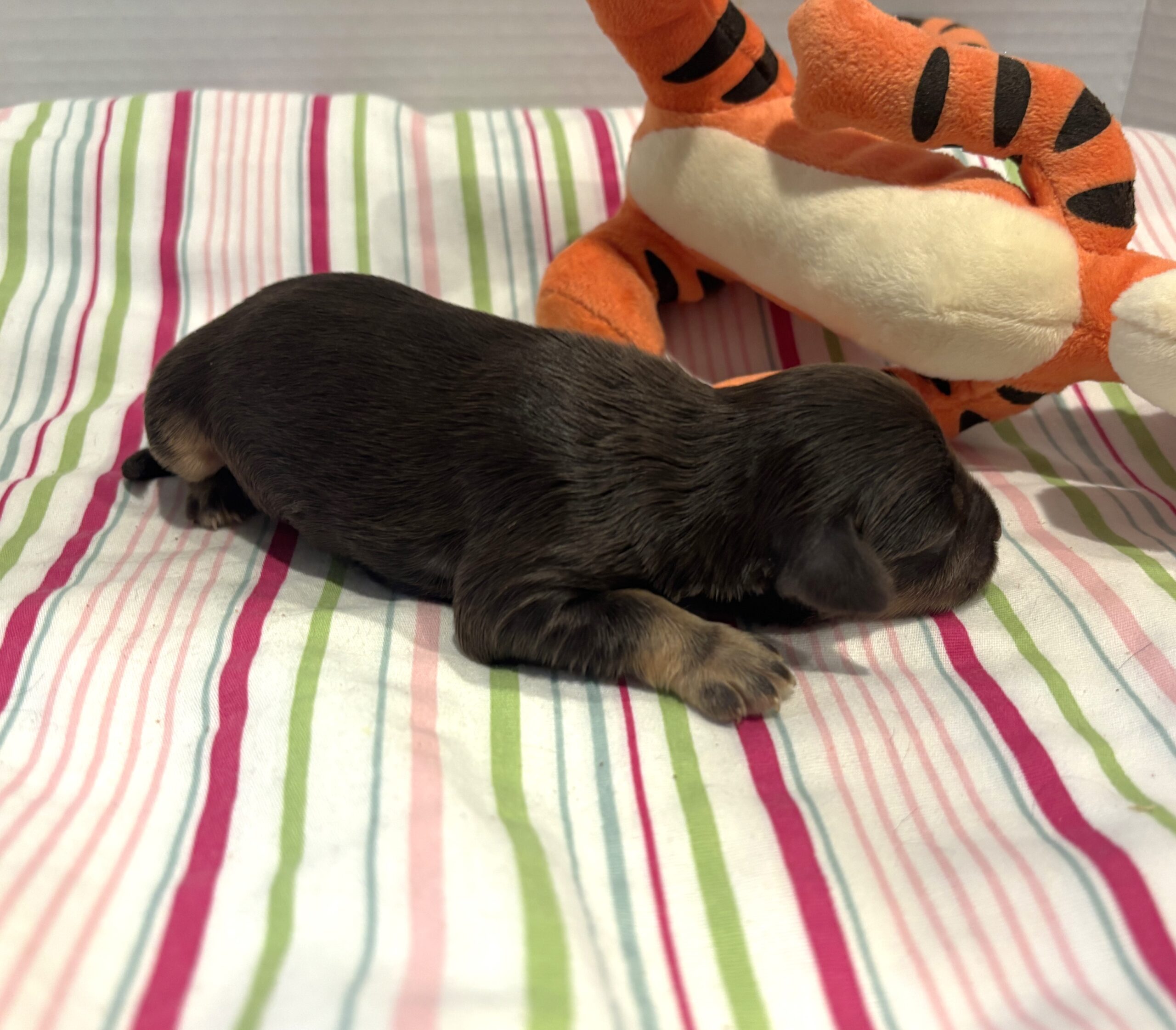 Winston – Miniature Schnoodle $2800