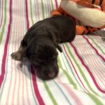 Winston – Miniature Schnoodle $2800