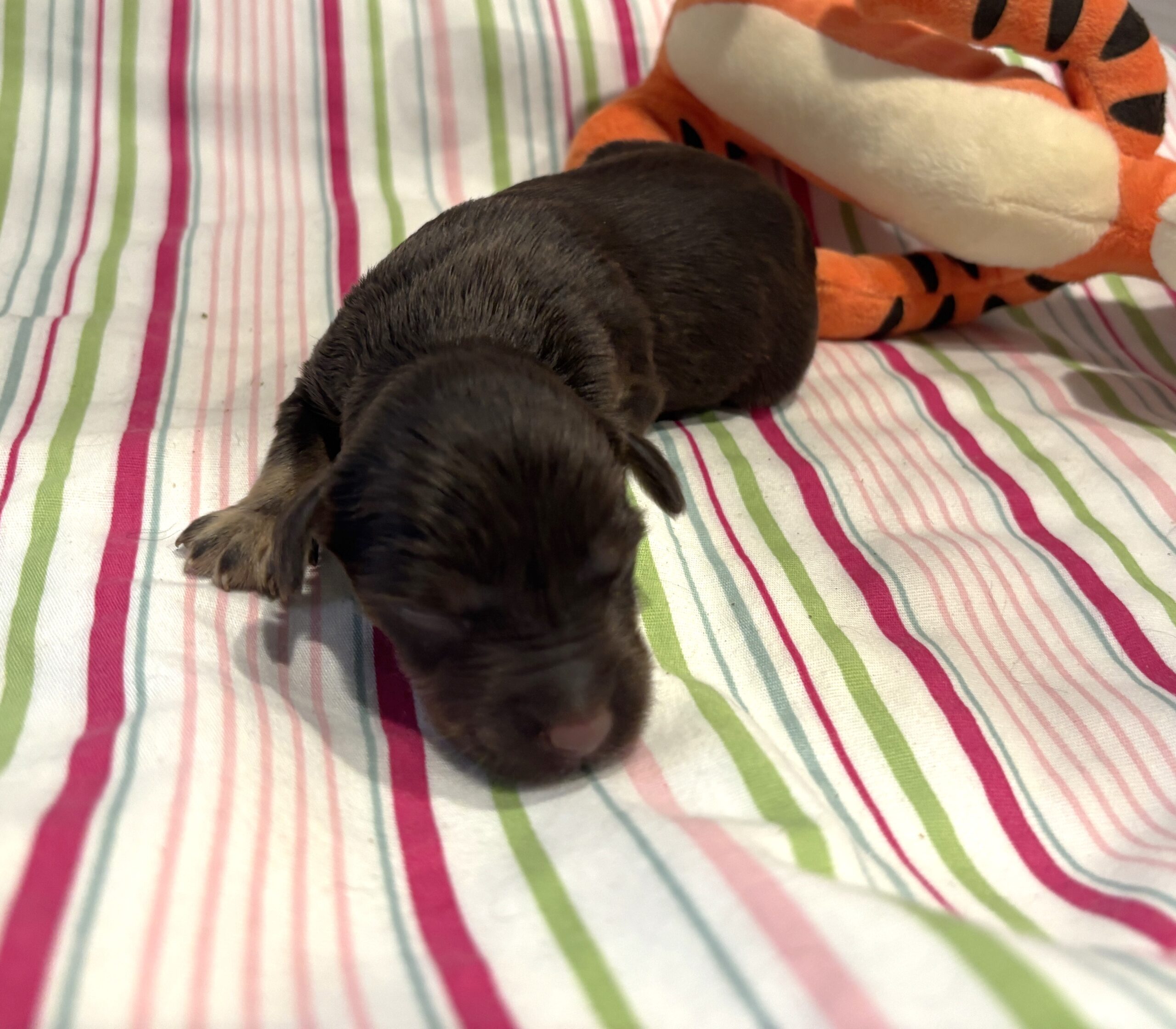 Winston – Miniature Schnoodle $2800