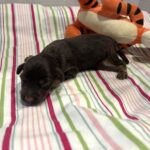 Winston – Miniature Schnoodle $2800