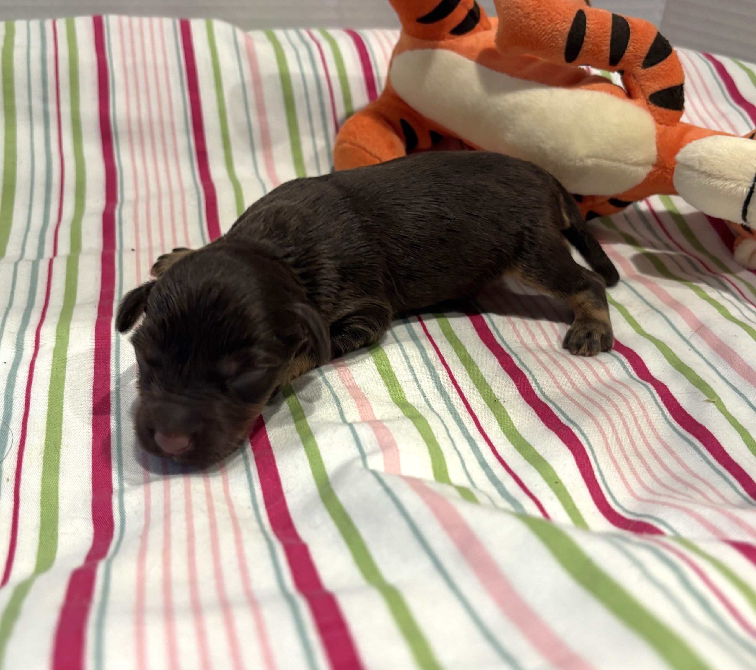 Winston – Miniature Schnoodle $2800