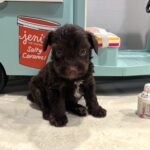 WINSTON – Miniature Schnoodle $2400
