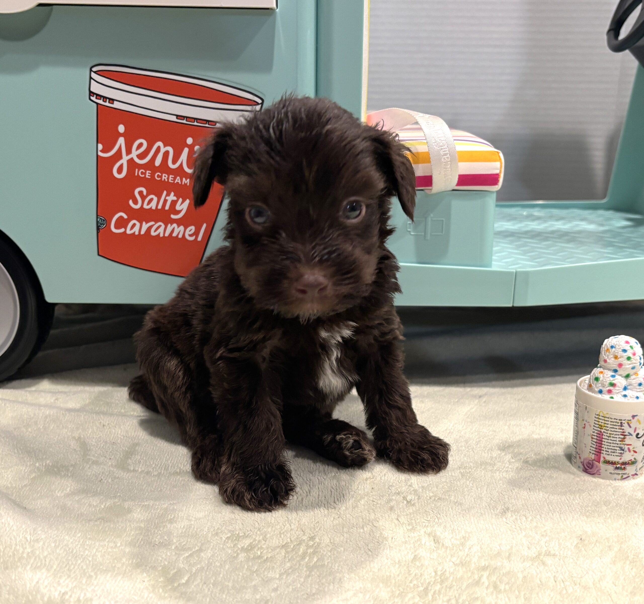 WINSTON – Miniature Schnoodle $2400