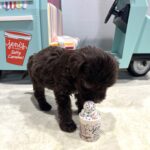 WINSTON – Miniature Schnoodle $2400