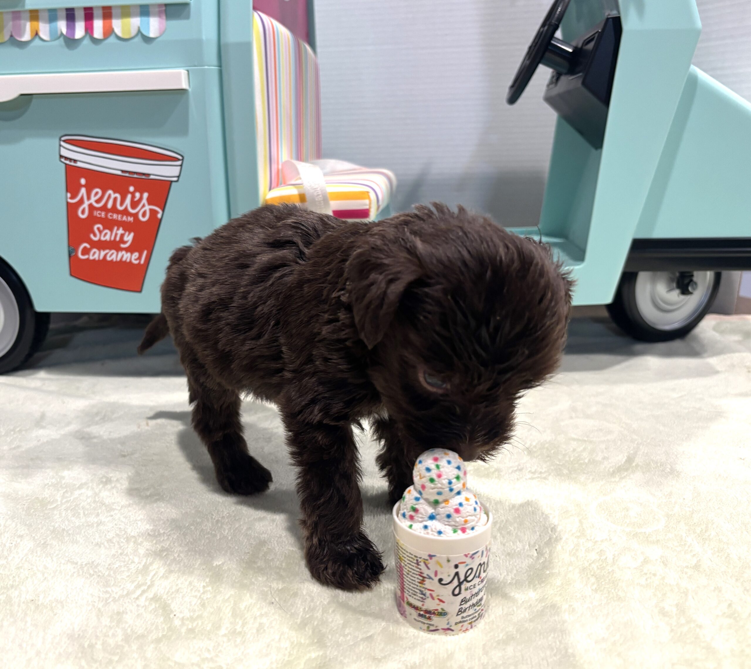WINSTON – Miniature Schnoodle $2400