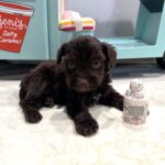WINSTON – Miniature Schnoodle $2400