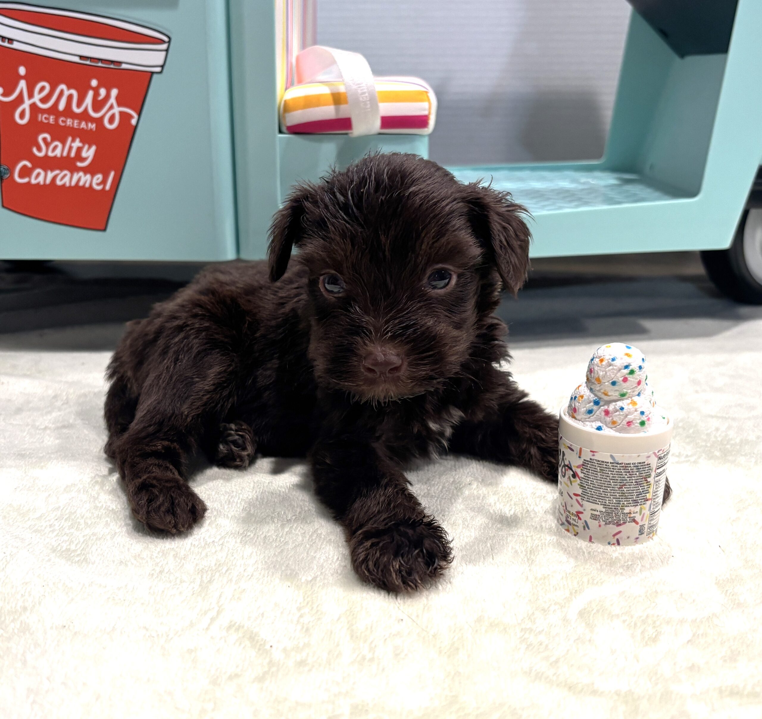 WINSTON – Miniature Schnoodle $2400