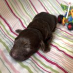 Woody – Miniature Schnoodle $2400