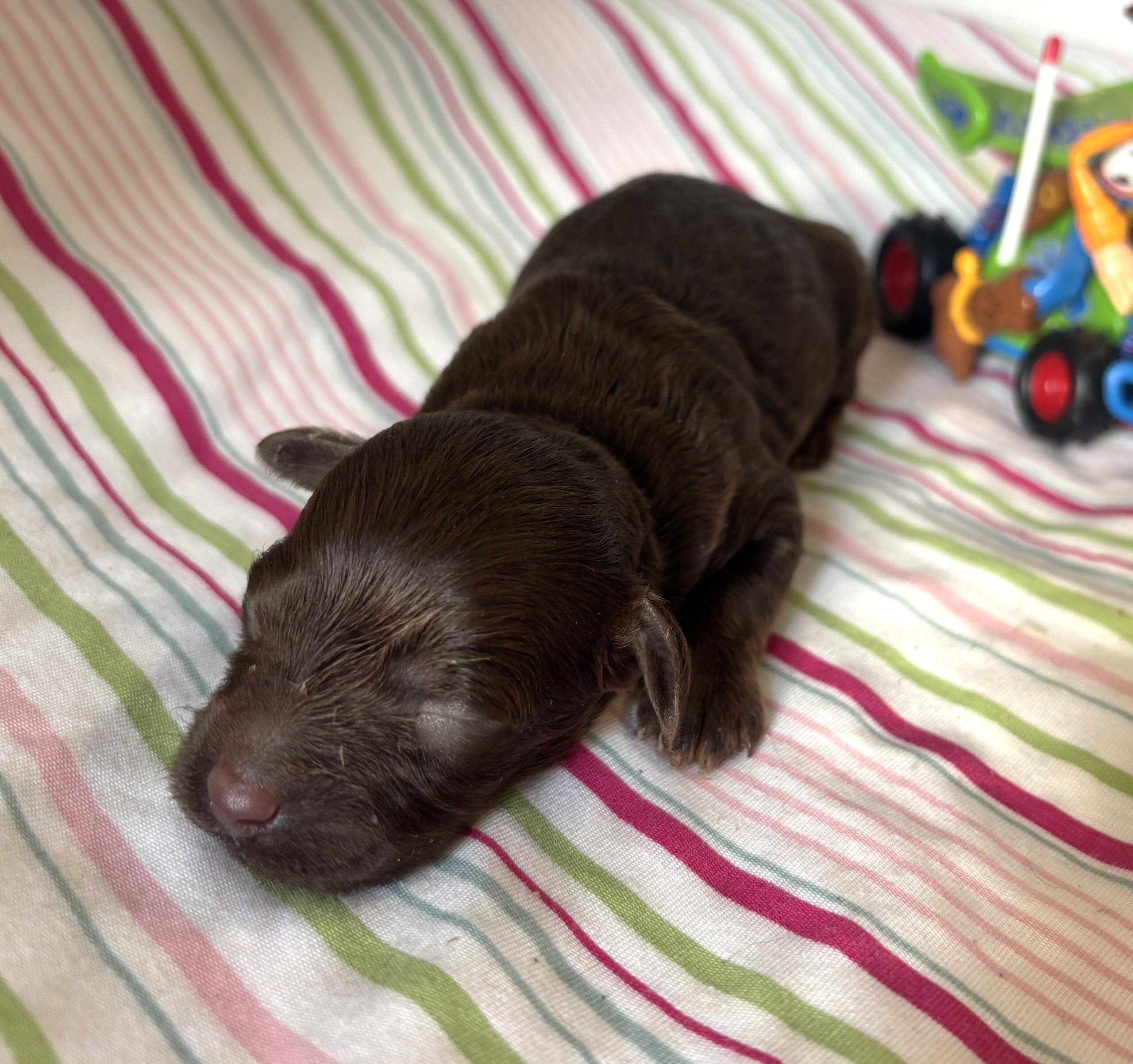 Woody – Miniature Schnoodle $2400