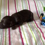 Woody – Miniature Schnoodle $2400