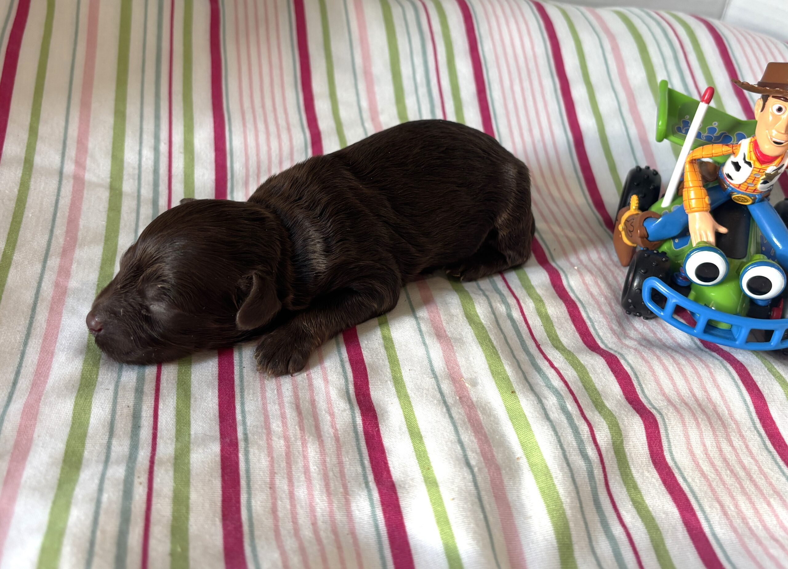 Woody – Miniature Schnoodle $2400