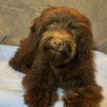 WOODY – Miniature Schnoodle $2300