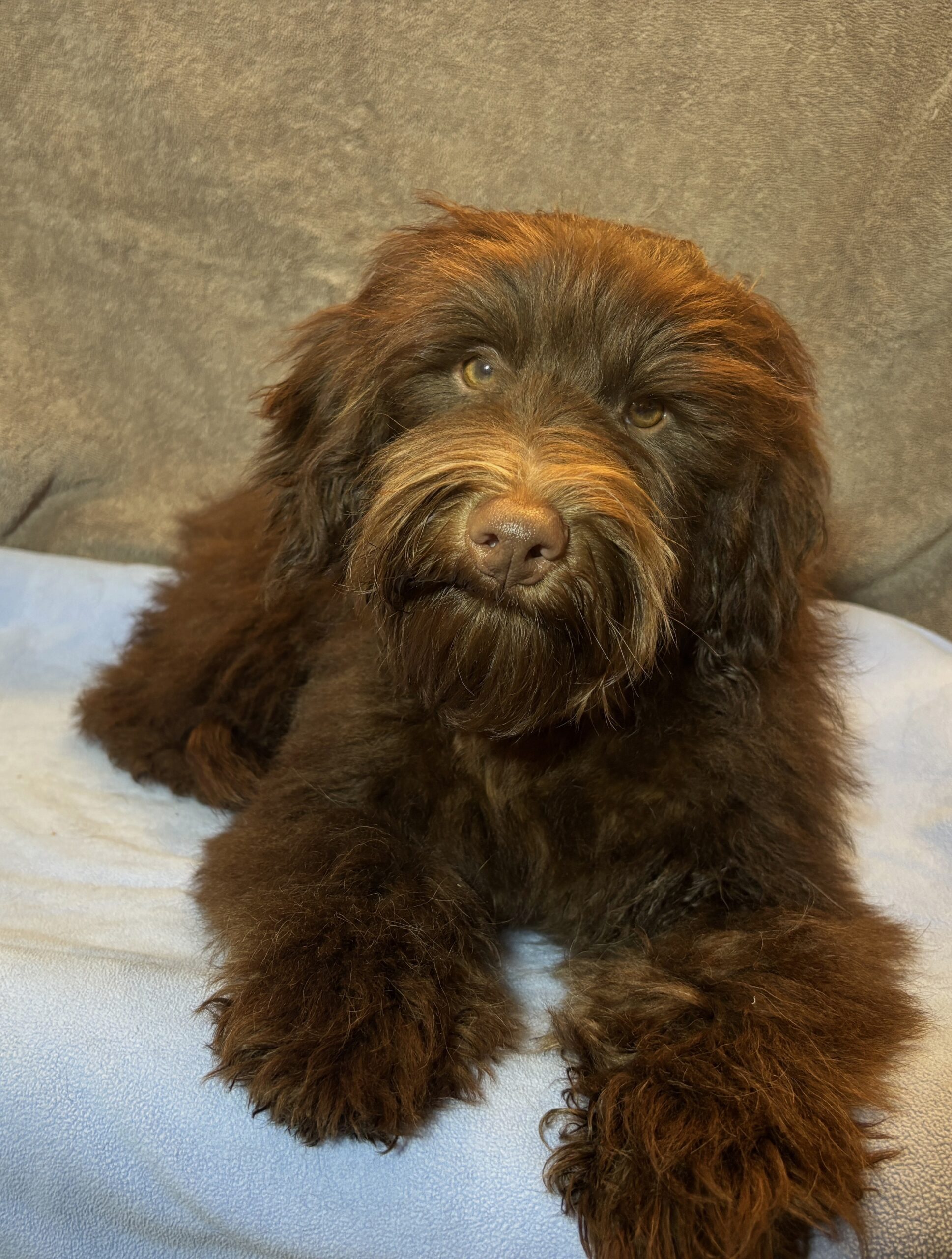 WOODY – Miniature Schnoodle $2300