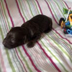 Woody – Miniature Schnoodle $2400