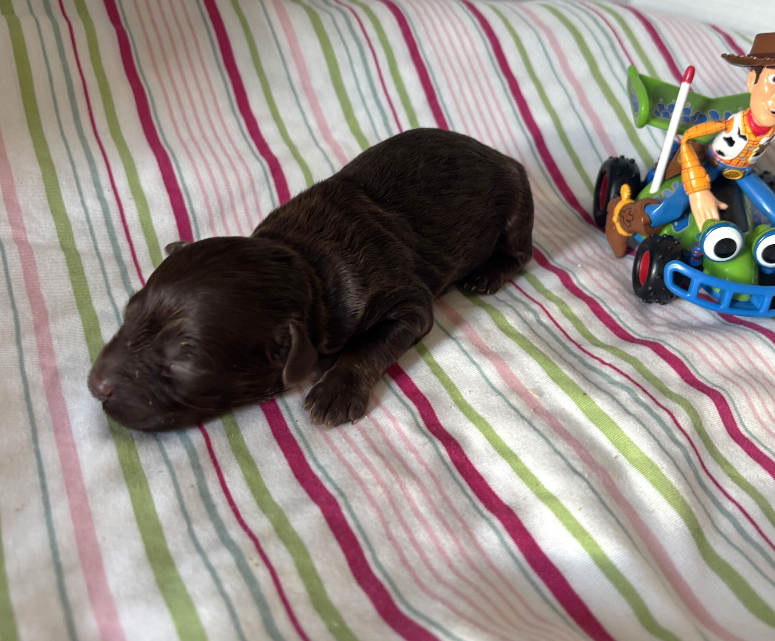 Woody – Miniature Schnoodle $2400
