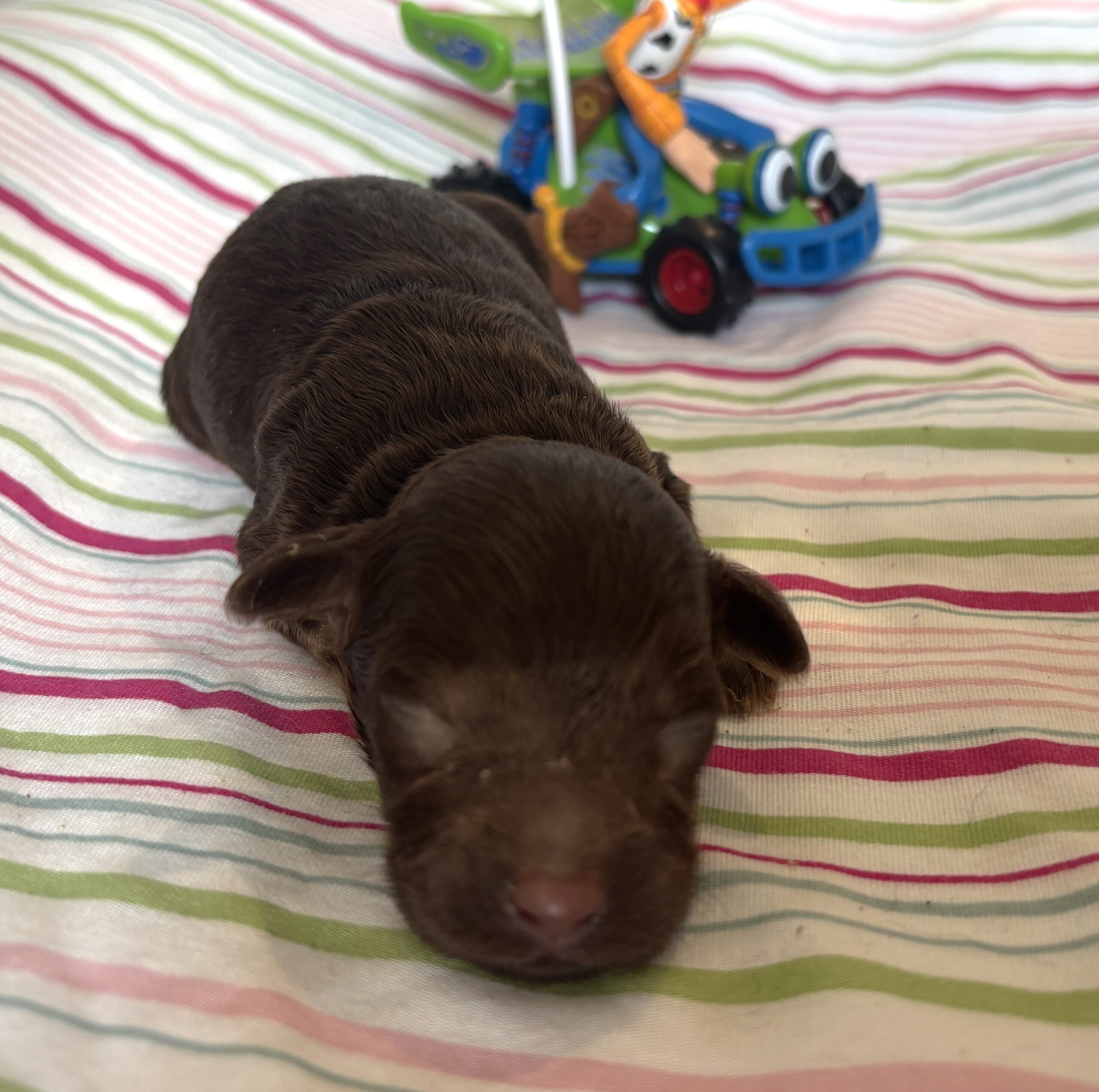 Woody – Miniature Schnoodle $2400