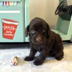 WOODY – Miniature Schnoodle $2400