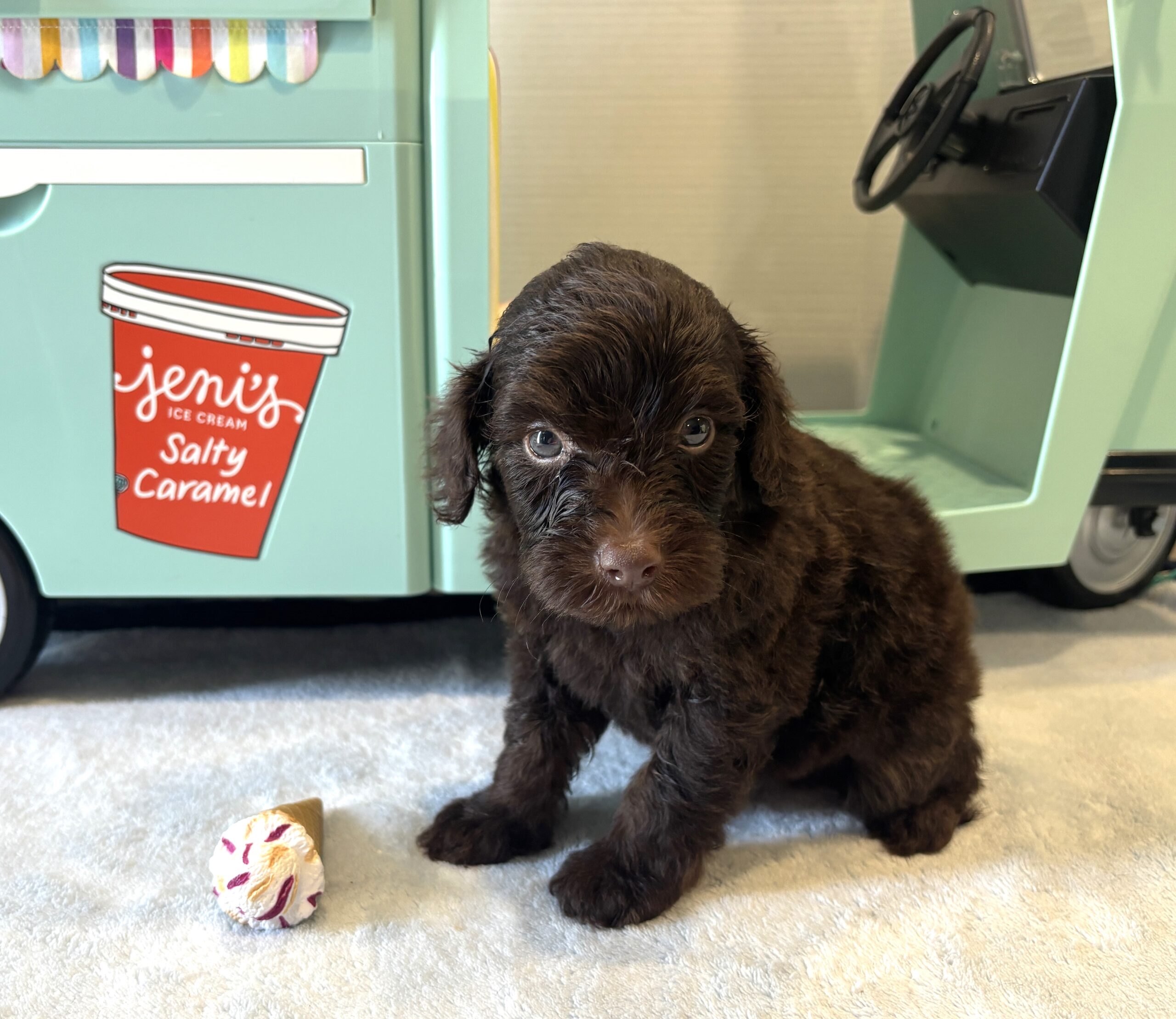 WOODY – Miniature Schnoodle $2400