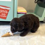 WOODY – Miniature Schnoodle $2400
