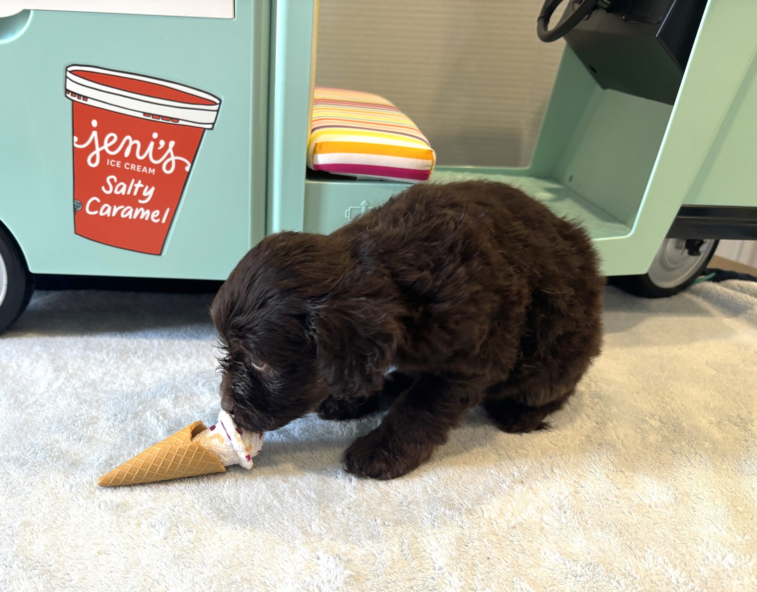 WOODY – Miniature Schnoodle $2400
