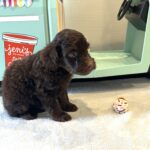 WOODY – Miniature Schnoodle $2400