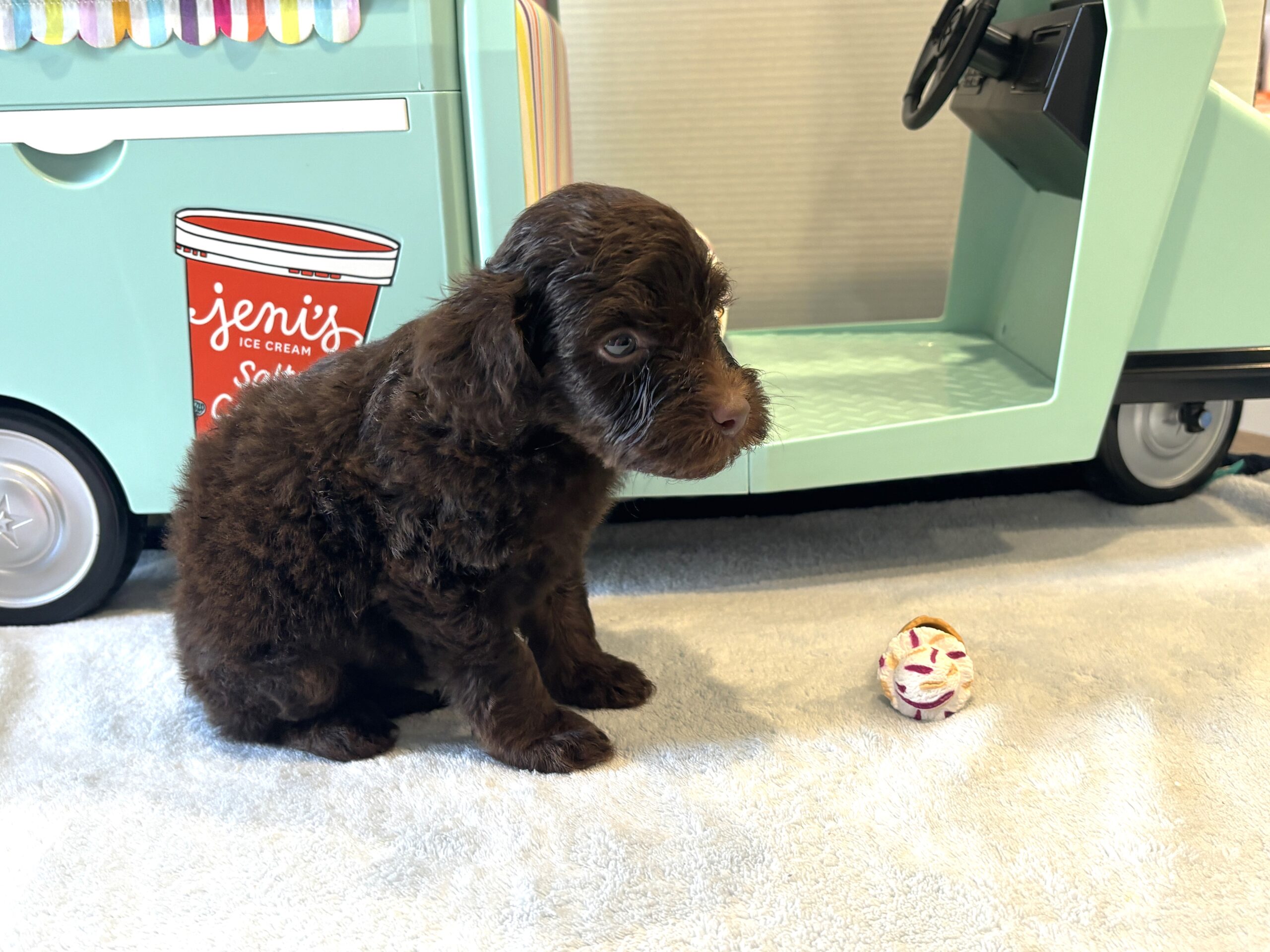 WOODY – Miniature Schnoodle $2400