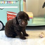 WOODY – Miniature Schnoodle $2400