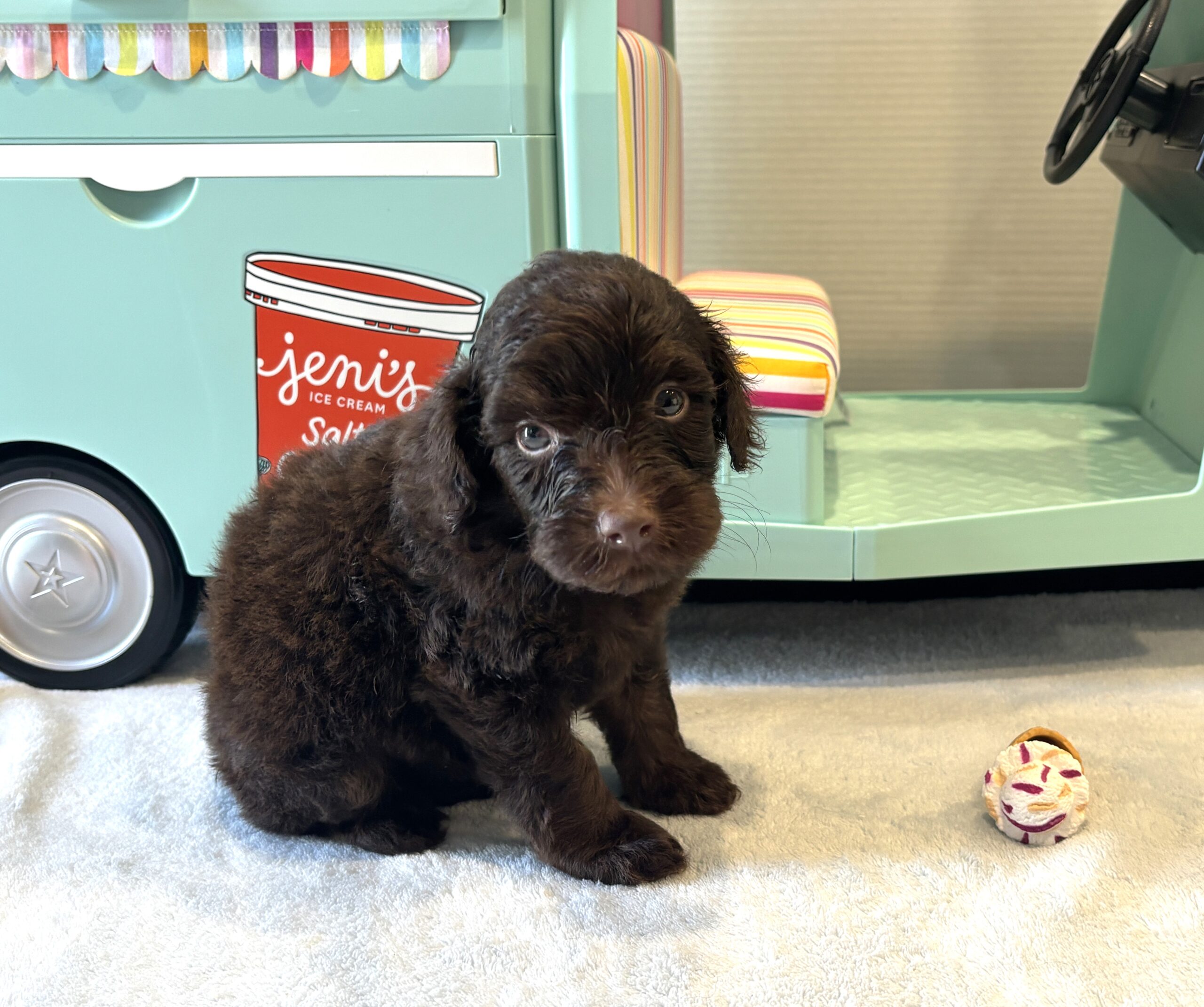 WOODY – Miniature Schnoodle $2400