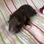 Ziggy – Miniature Schnoodle $2800
