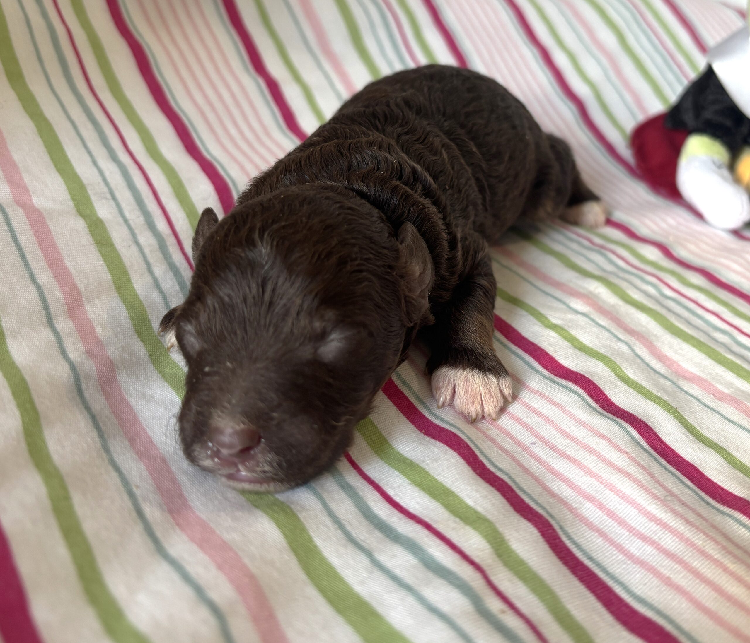 Ziggy – Miniature Schnoodle $2800
