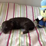 Ziggy – Miniature Schnoodle $2800