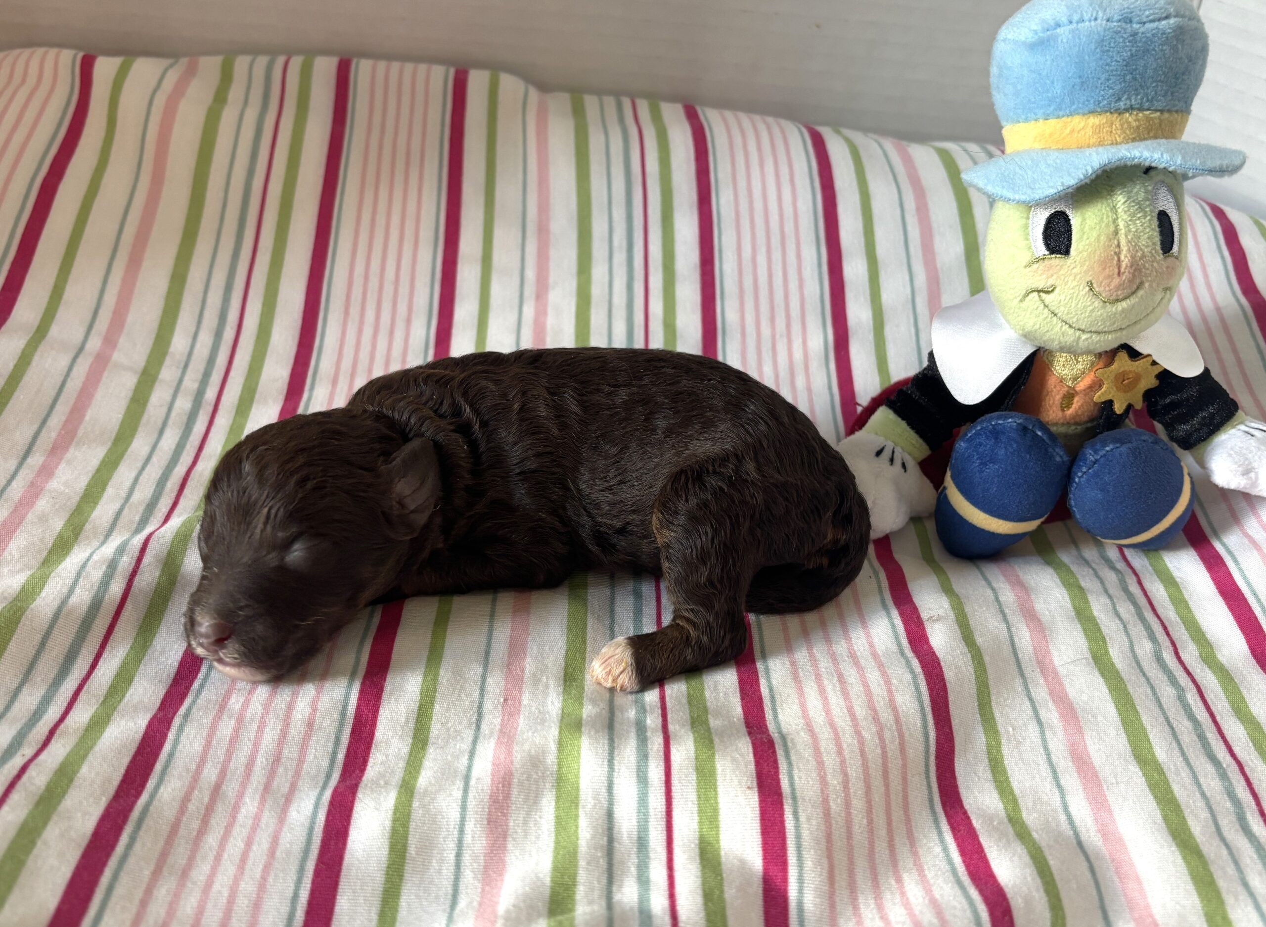Ziggy – Miniature Schnoodle $2800