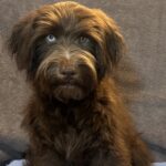 ZIGGY – Miniature Schnoodle $2300