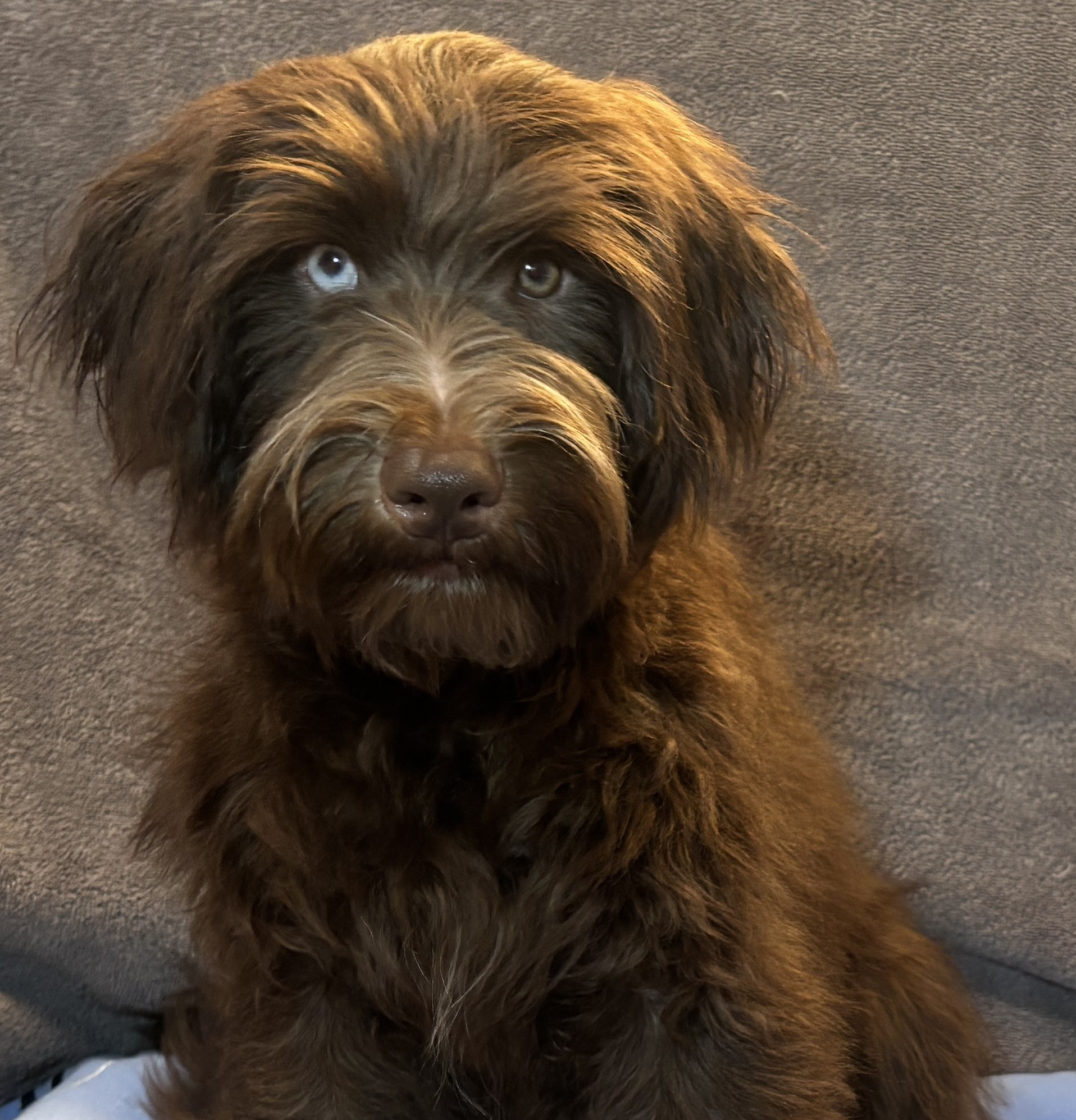 ZIGGY – Miniature Schnoodle $2300