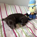 Ziggy – Miniature Schnoodle $2800