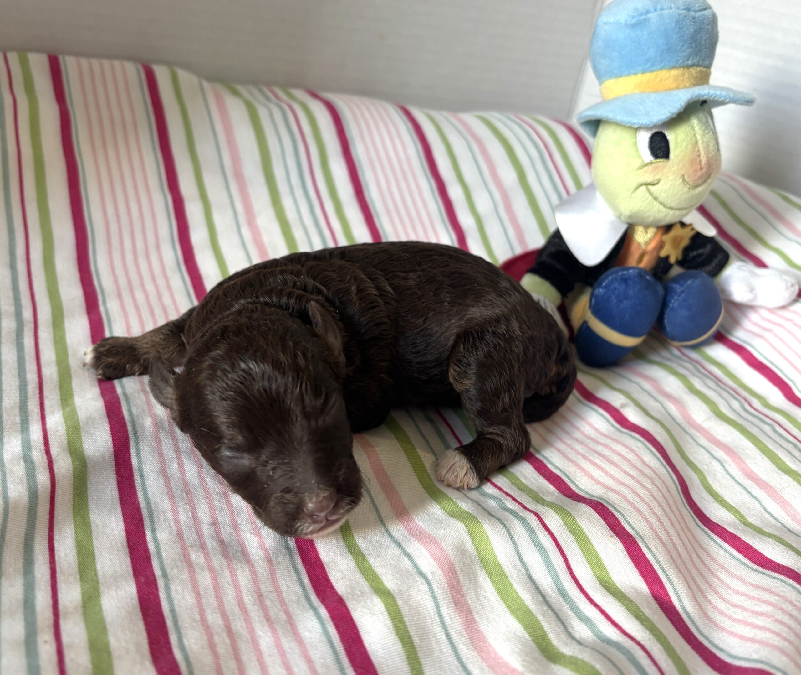 Ziggy – Miniature Schnoodle $2800