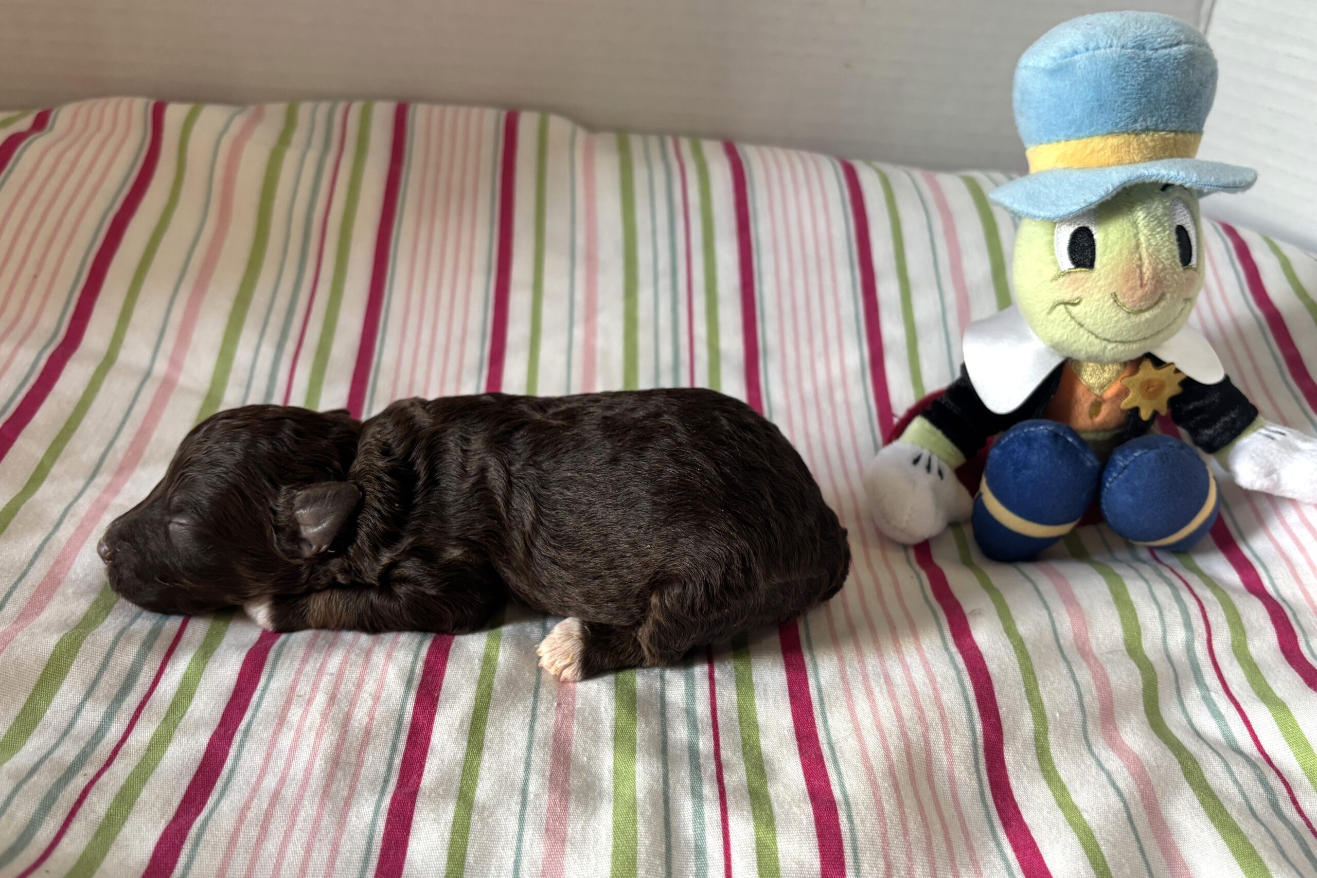 Ziggy – Miniature Schnoodle $2800