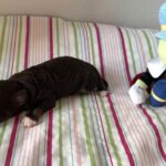 Ziggy – Miniature Schnoodle $2800